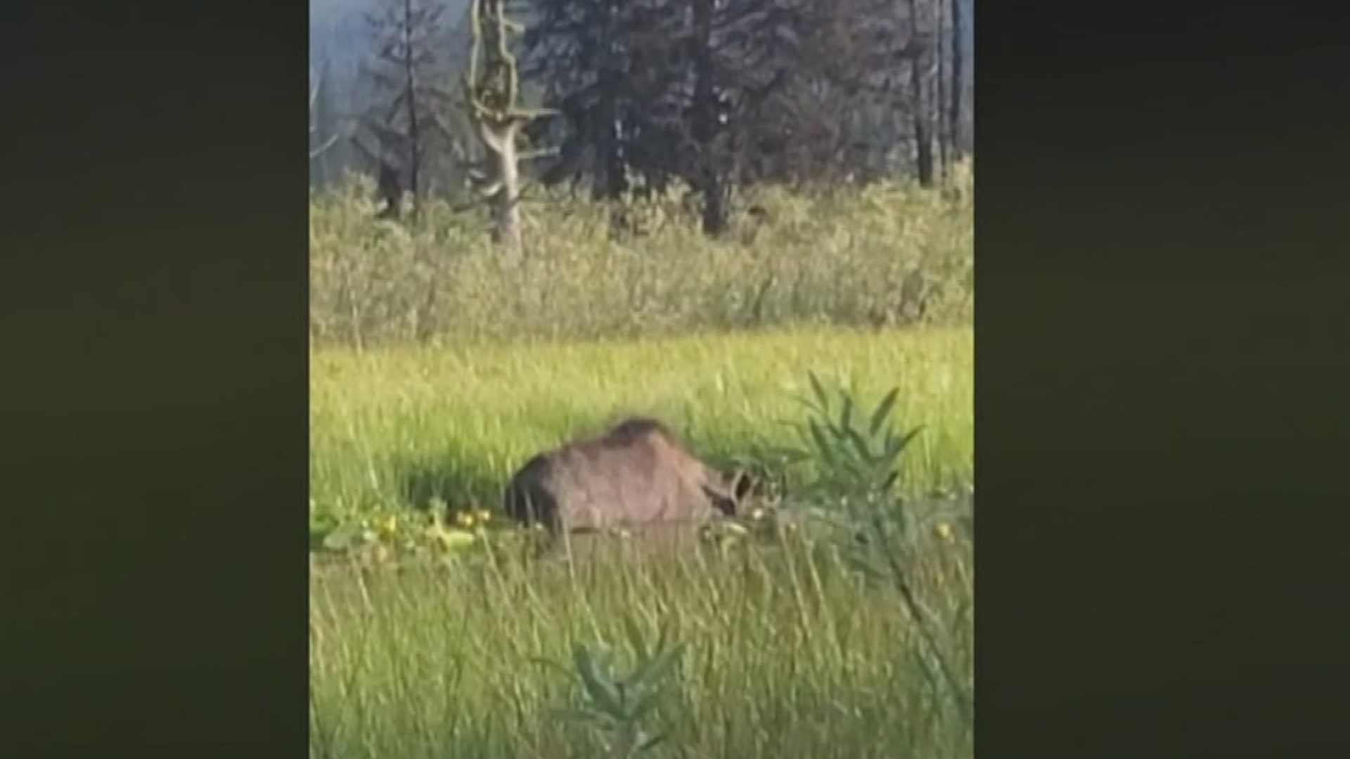 Wendy Magnuson was camping east of Cascade when she spotted a moose enjoying the tall summer grass.
