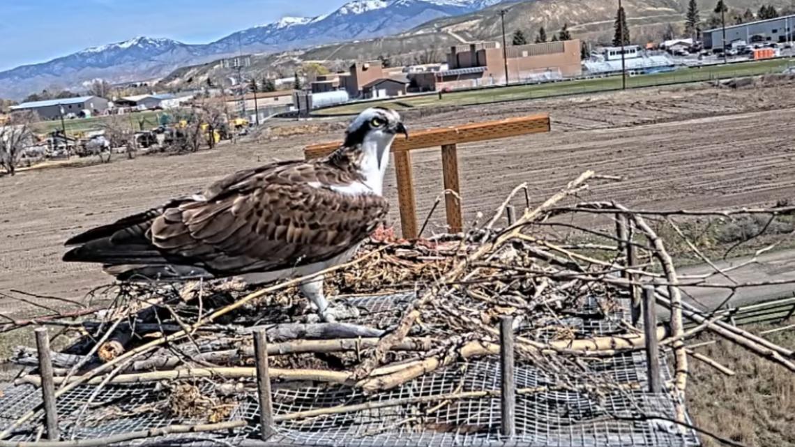 Love birds? Idaho Fish and Game has a livestream just for you