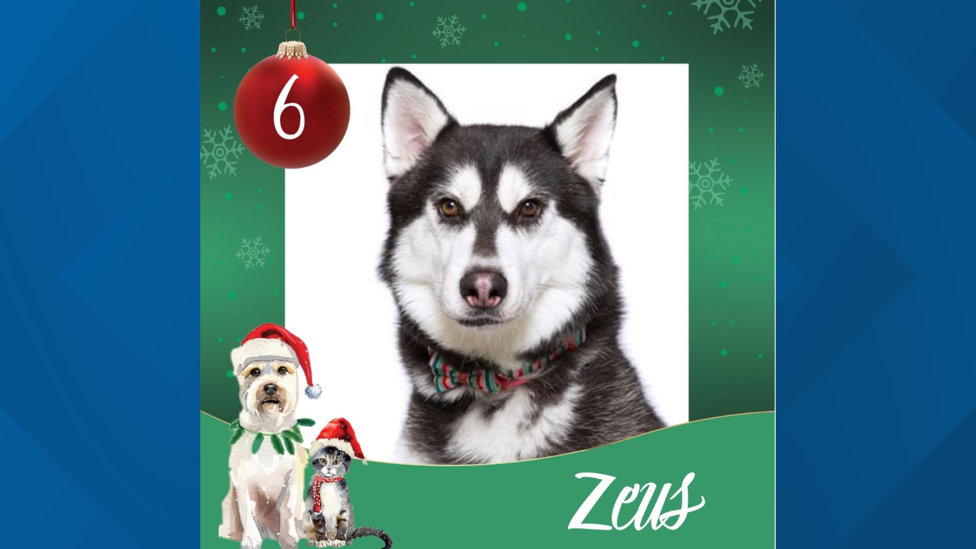 Zeus is a 3 and a half-year-old husky mix looking for a loving family with no other pets or young children.