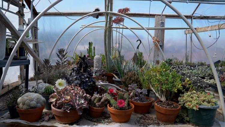 You Can Grow It: Tips for finding success with succulents