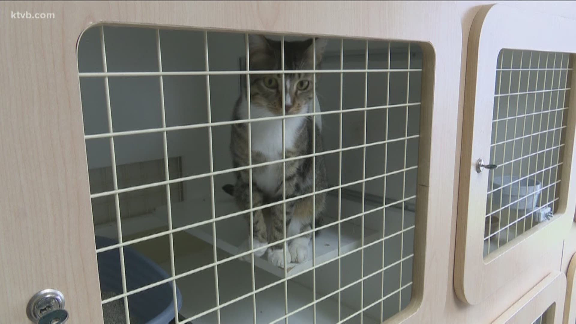 The Ontario Feral Cat Project is looking for homes for the cats.