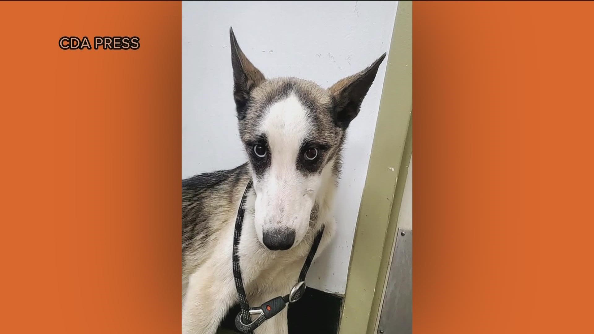 The dogs were found in at least three locations including Spirit Lake, Blanchard and Athol, Bonner County officials said.