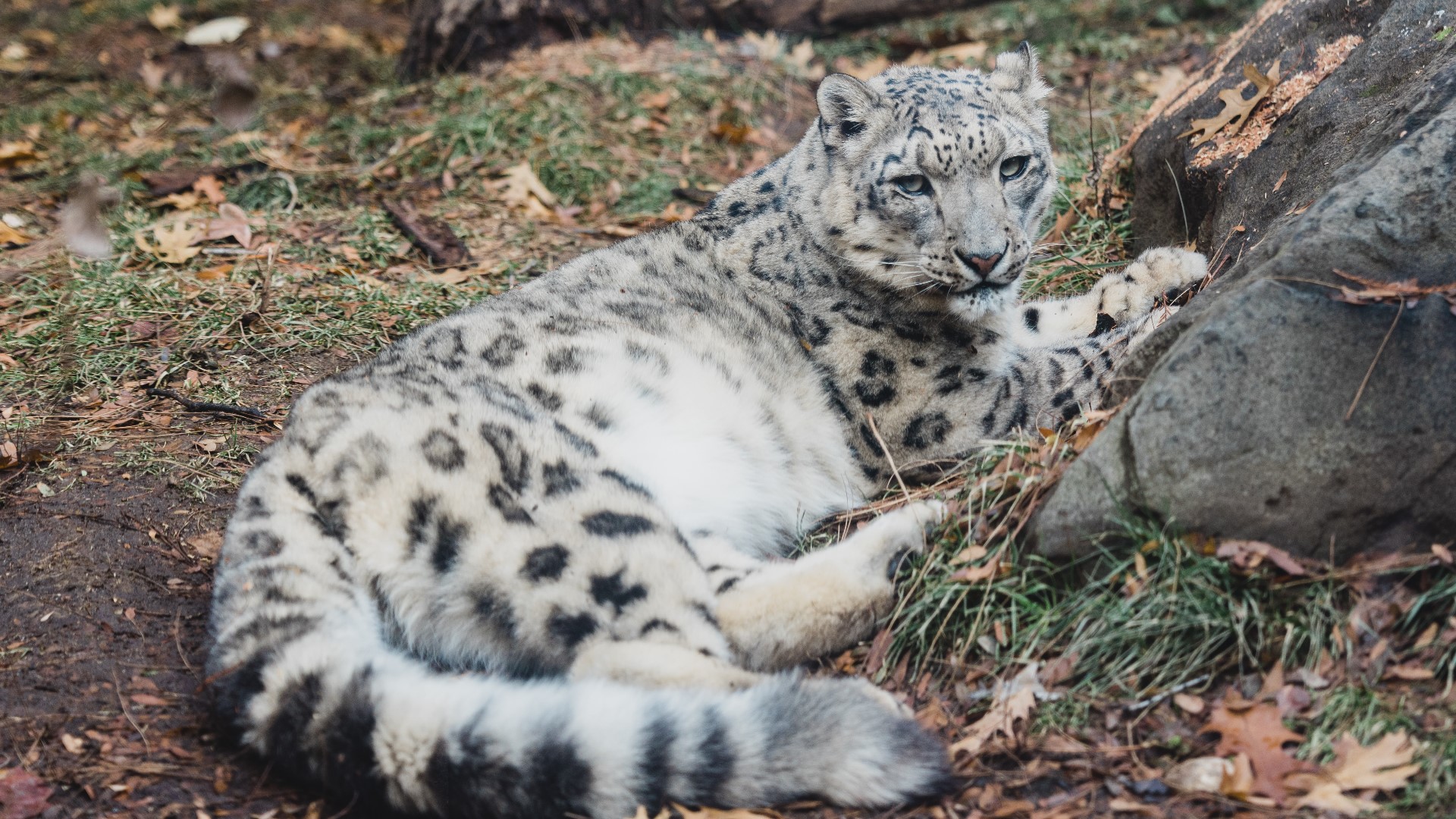Zoo Boise asks for well wishes, visitors for leopard with cancer