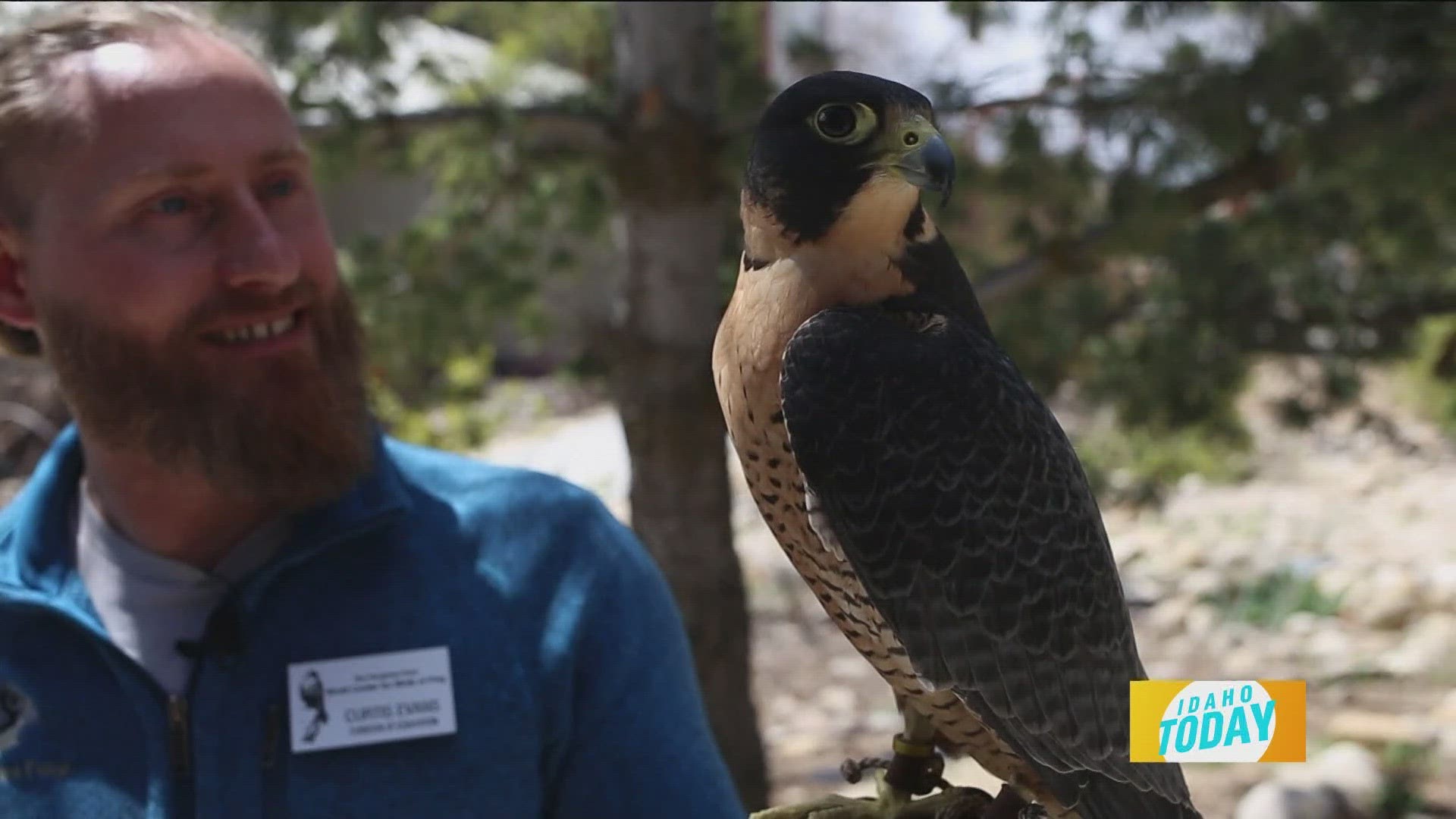 Based in the Treasure Valley, The Peregrine Fund is a non-profit that does conservation work for birds of prey on five continents.