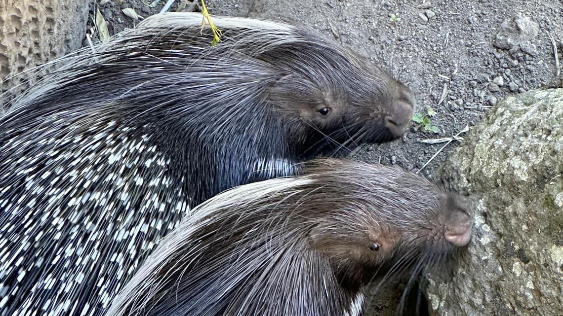 Community members can help name new porcupine sisters at Zoo Boise ...
