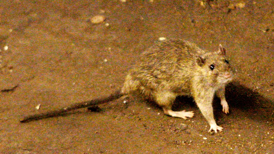 Rat problem grows in Ada County. Solution remains undetermined | ktvb.com