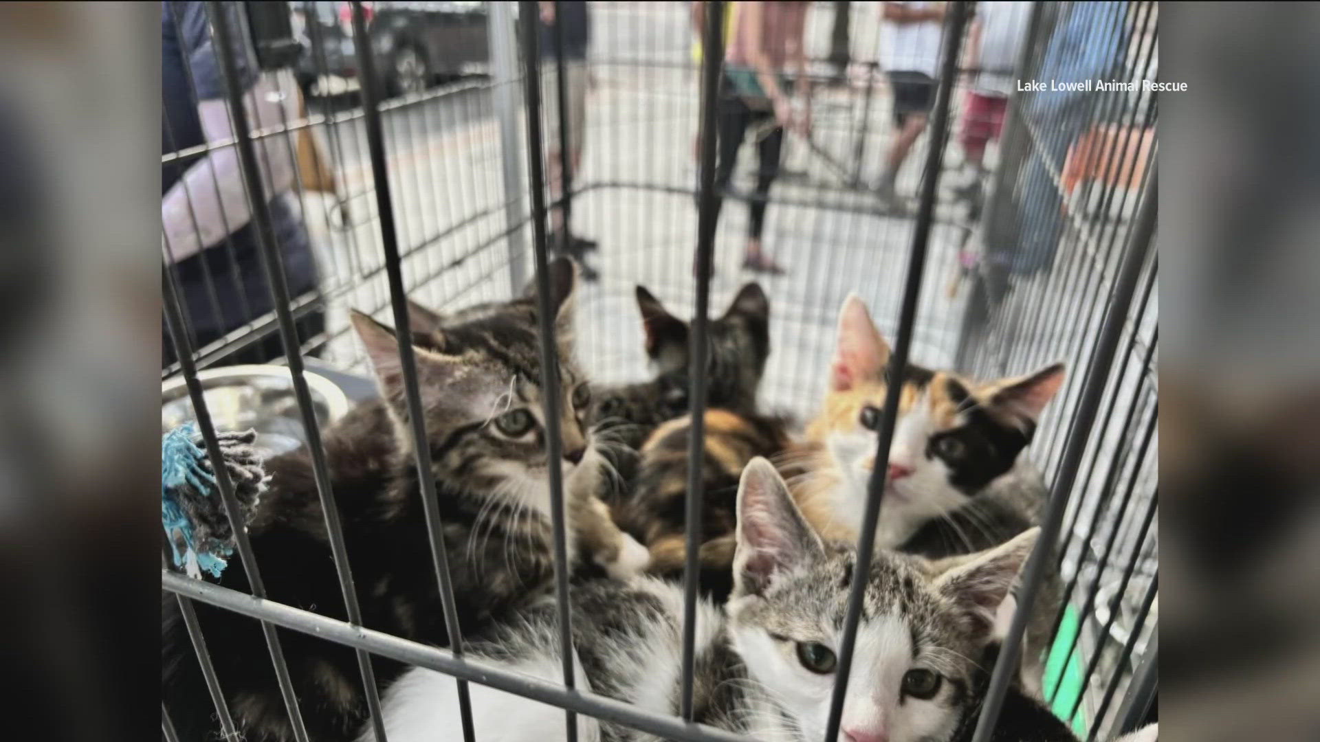 More than 70 cats were found in a Nampa house that burned down years ...