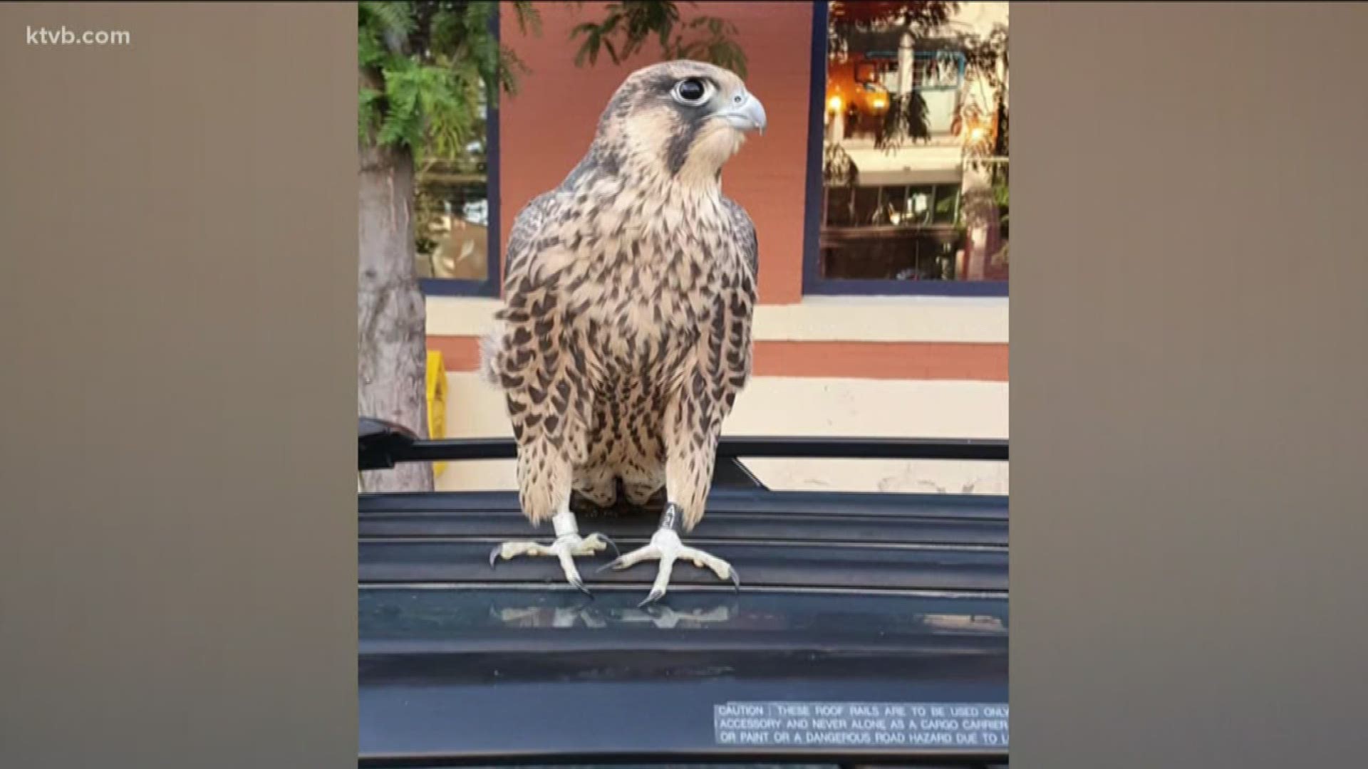 Jenny Byrne shared photos of the large bird hanging out on her car.