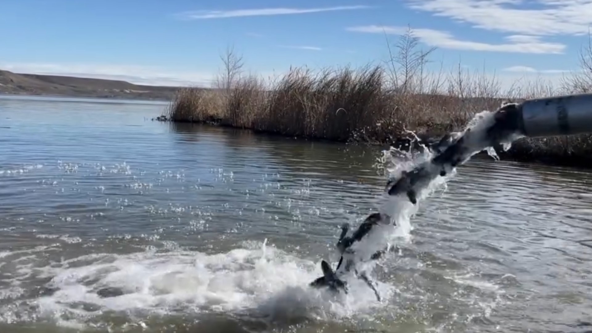 Idaho Power stocks 50,000 rainbow trout into C.J. Strike Reservoir