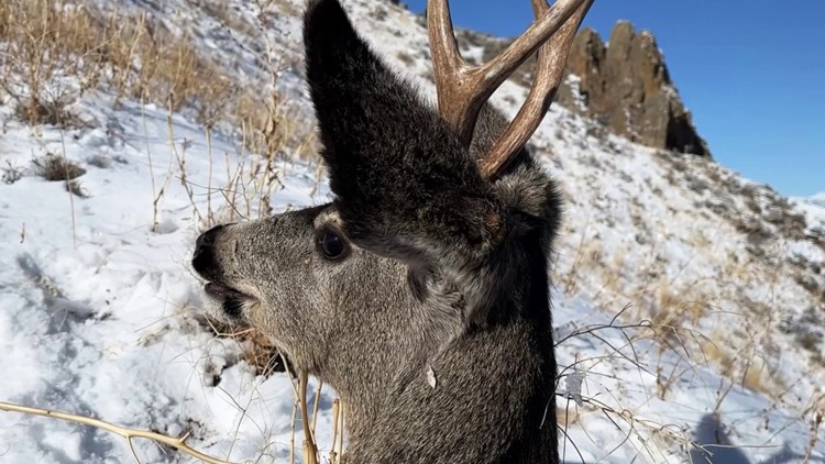 A mule deer that fell into water tank rescued by Idaho Fish and Game