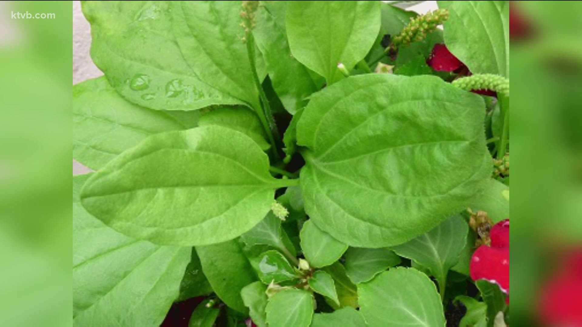 Garden master Jim Duthie show us some edible weeds that are probably growing in your yard.