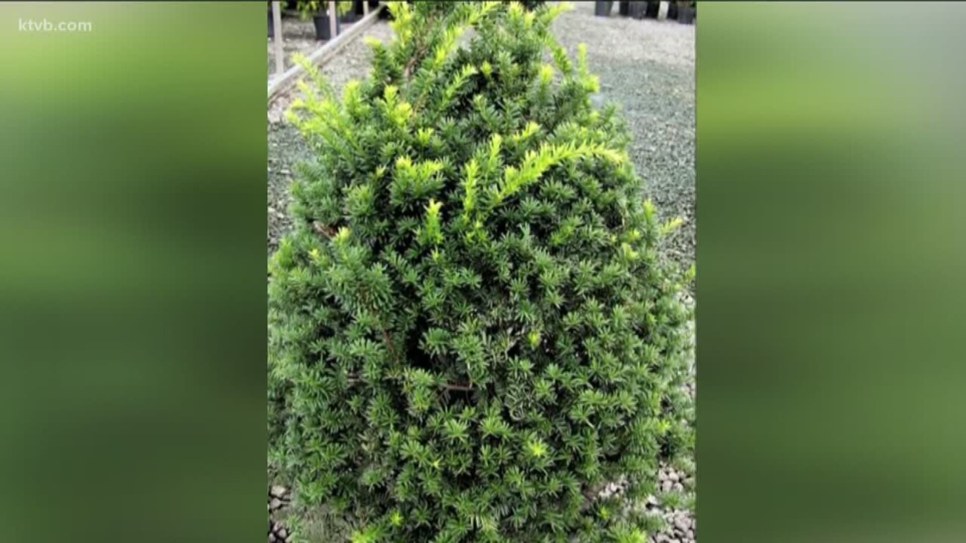 The Japanese yew plant can be deadly if eaten by animals.