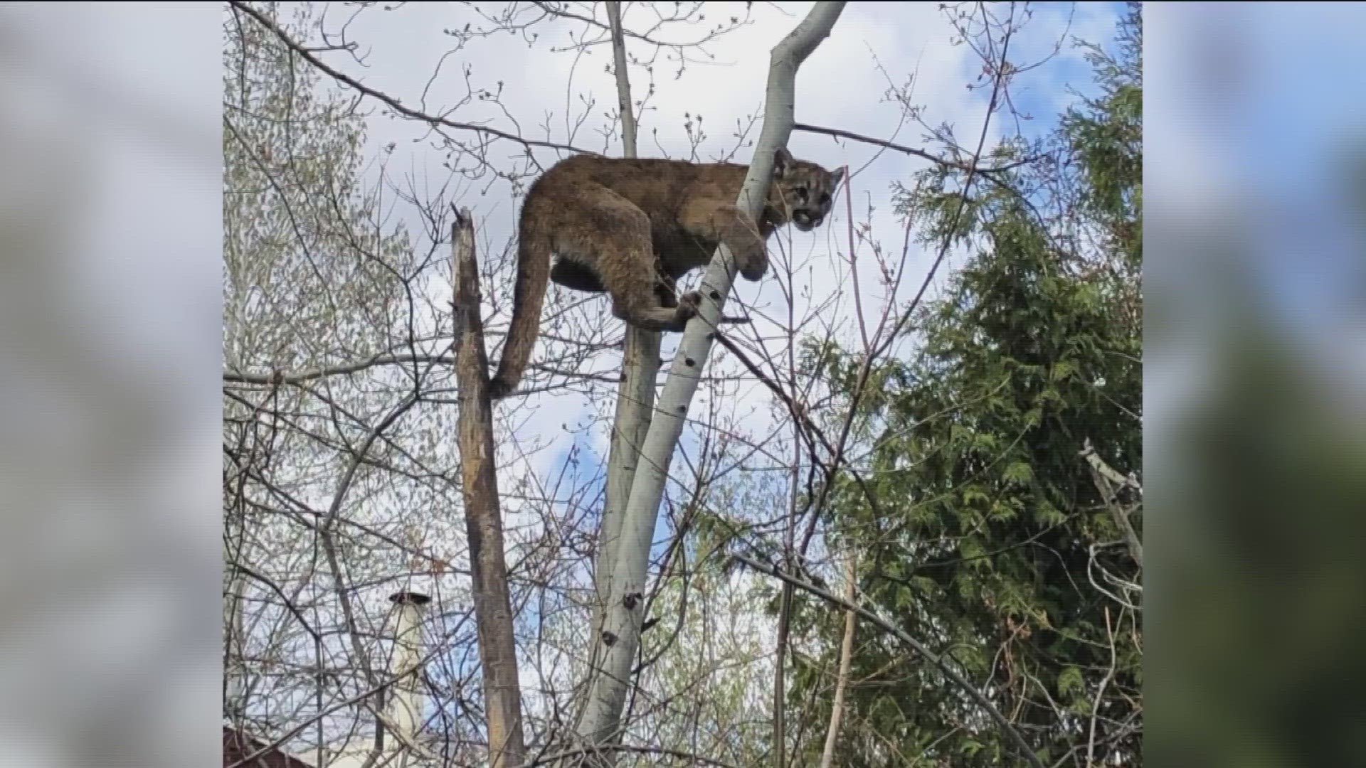 The Idaho Department of Fish and Game said sightings are increasing in the Wood River Valley.