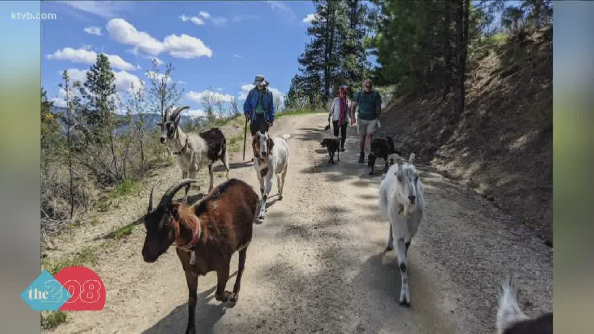 Meet an Idaho City couple that likes to go for long walks with their five goats.
