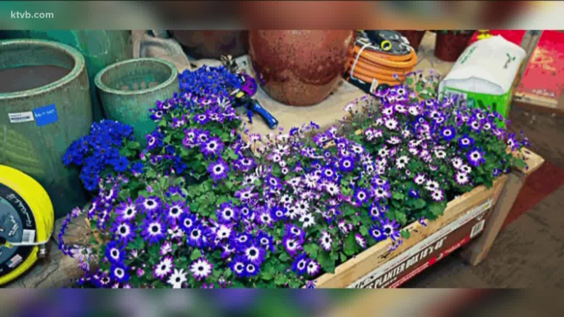 You Can Grow It Boise Flower And Garden Show Preview Ktvb Com