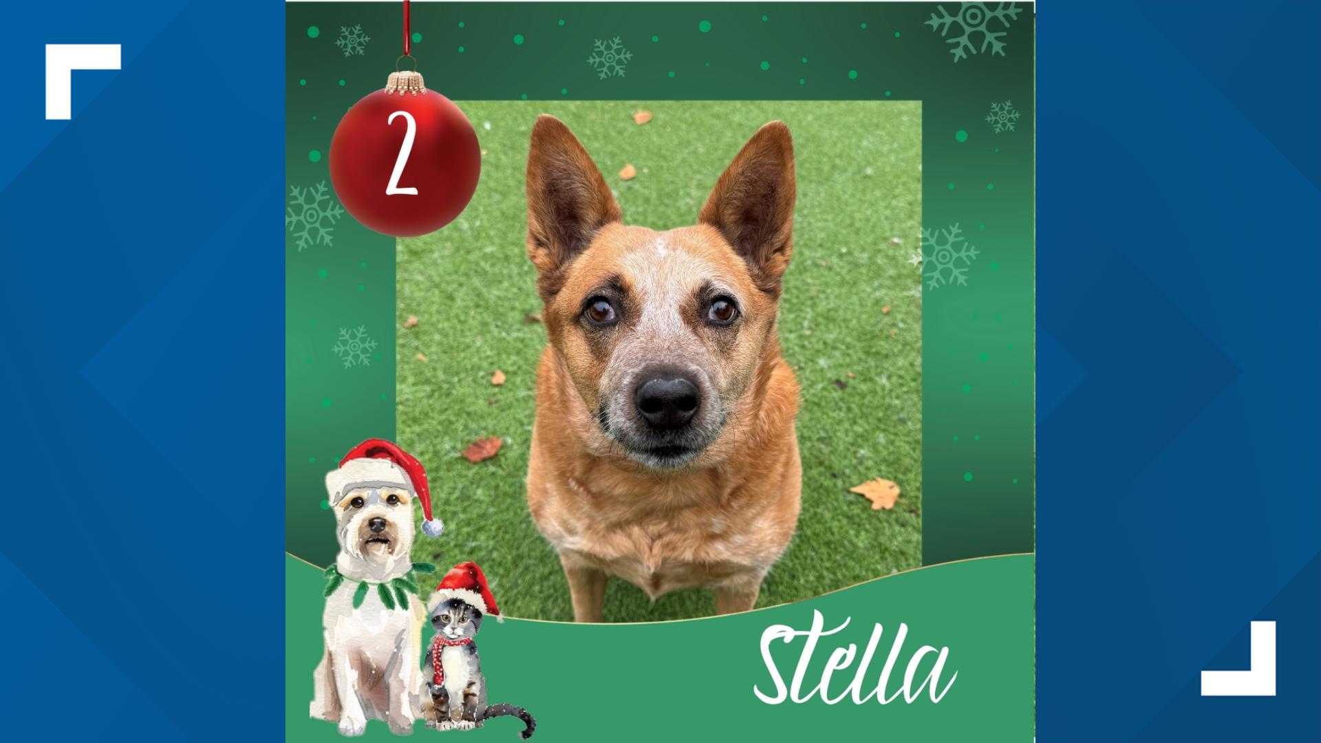 Meet Stella, a 5-year-old Australian Cattle dog. She's ready for her new fur-ever home. However, she does not do well with dogs or cats.