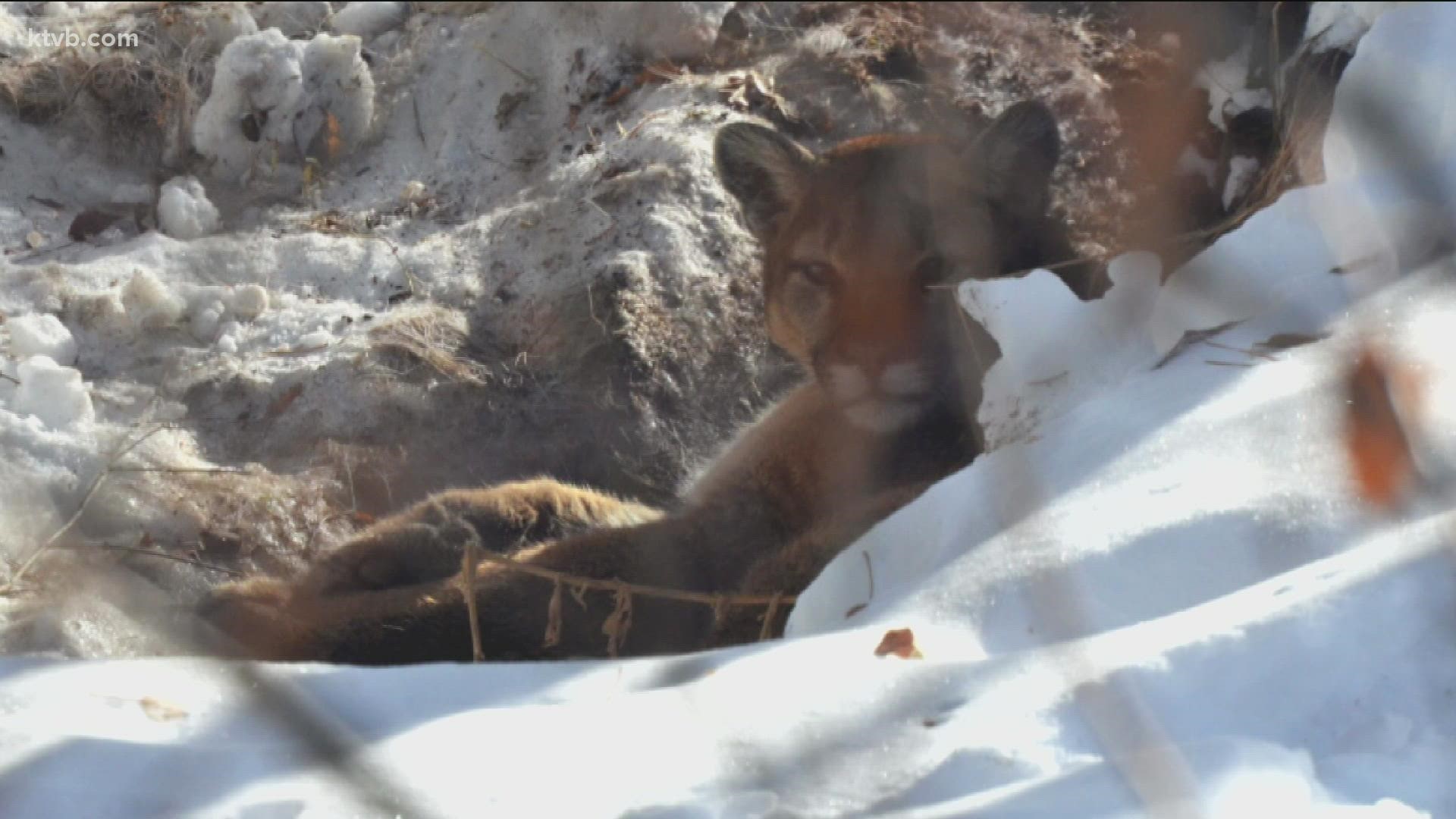 Fish and Game biologists are concerned that the mountain lion is becoming habituated to living within the community.