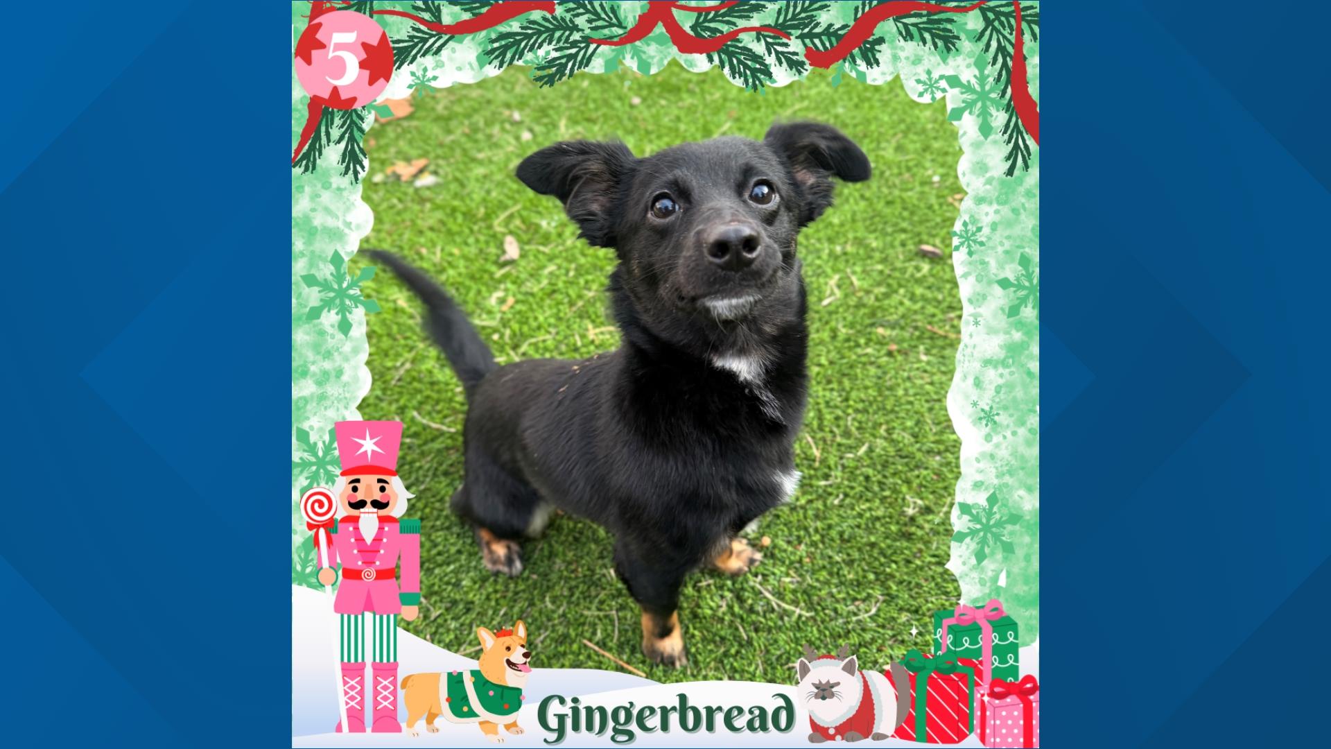 Gingerbread is a three year old dog looking for his forever home. 