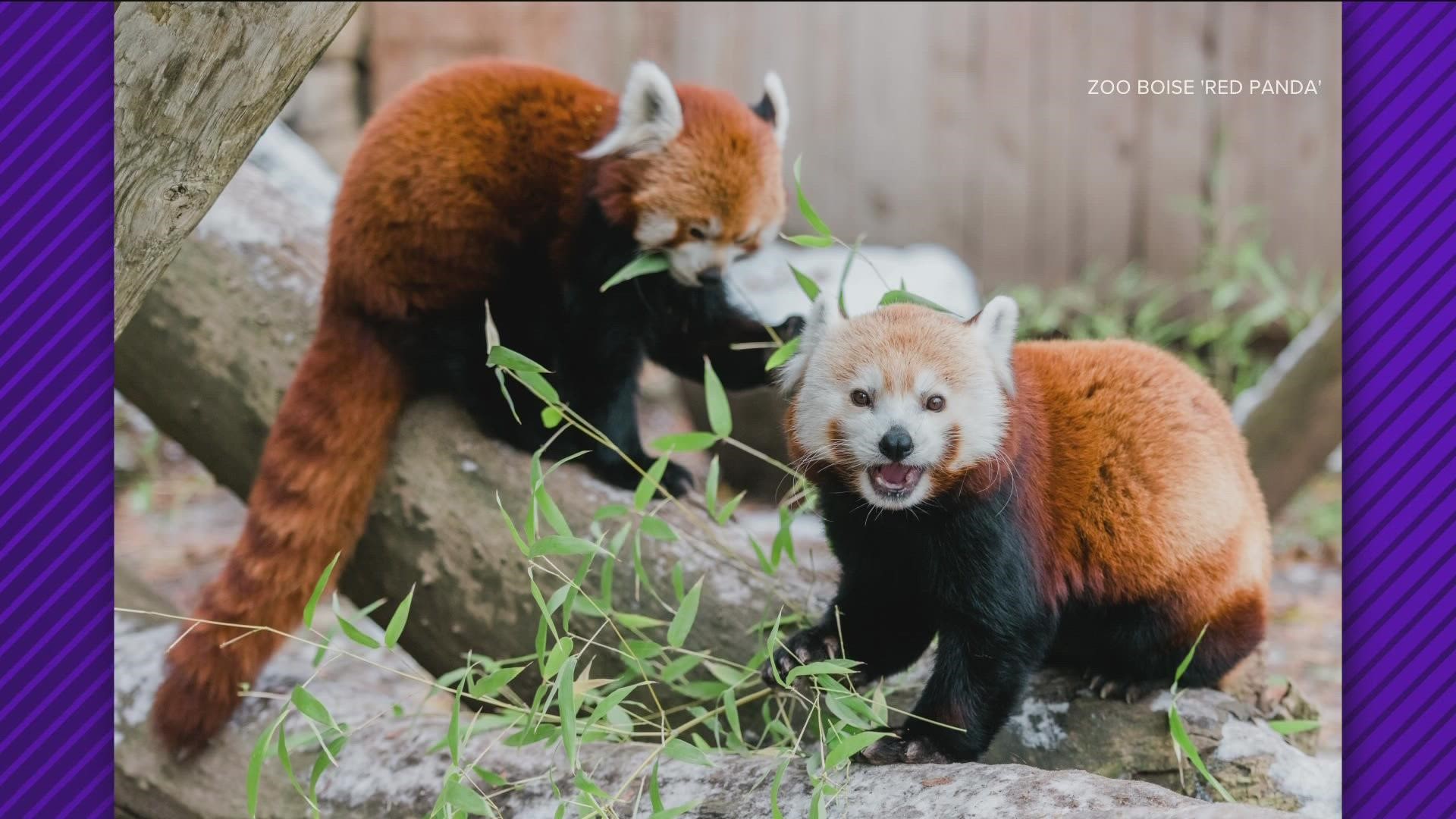 The M.J. Murdock Charitable Trust donated $750,000 to the Boise Rescue Mission and $500,000 to Zoo Boise. It will be used for new housing and the red panda exhibit.