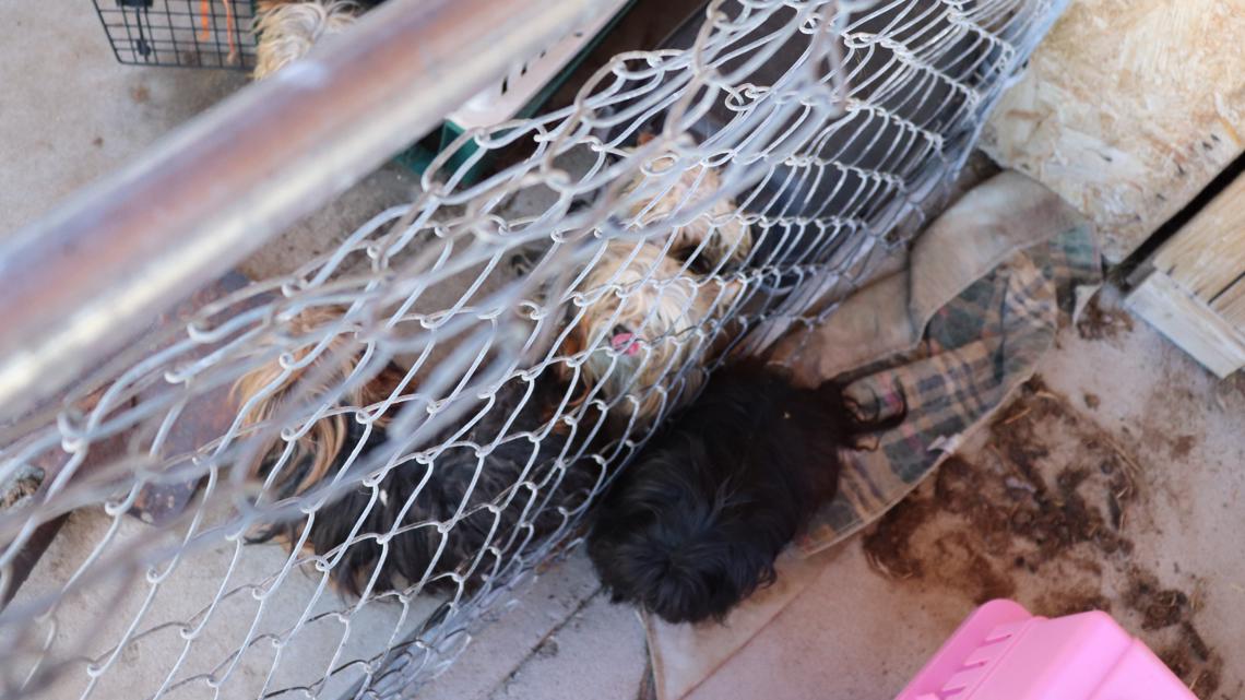 28 dogs rescued from 'deplorable conditions' at Elmore County home