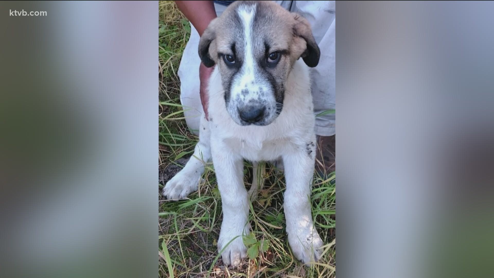 Investigators believe Christopher Lee Nix took the puppies, which were working as livestock guard dogs.