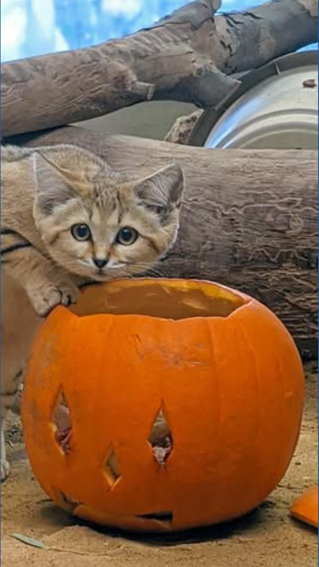 'Boo at the Zoo': Zoo Boise goes batty for spooktacular weekend | ktvb.com
