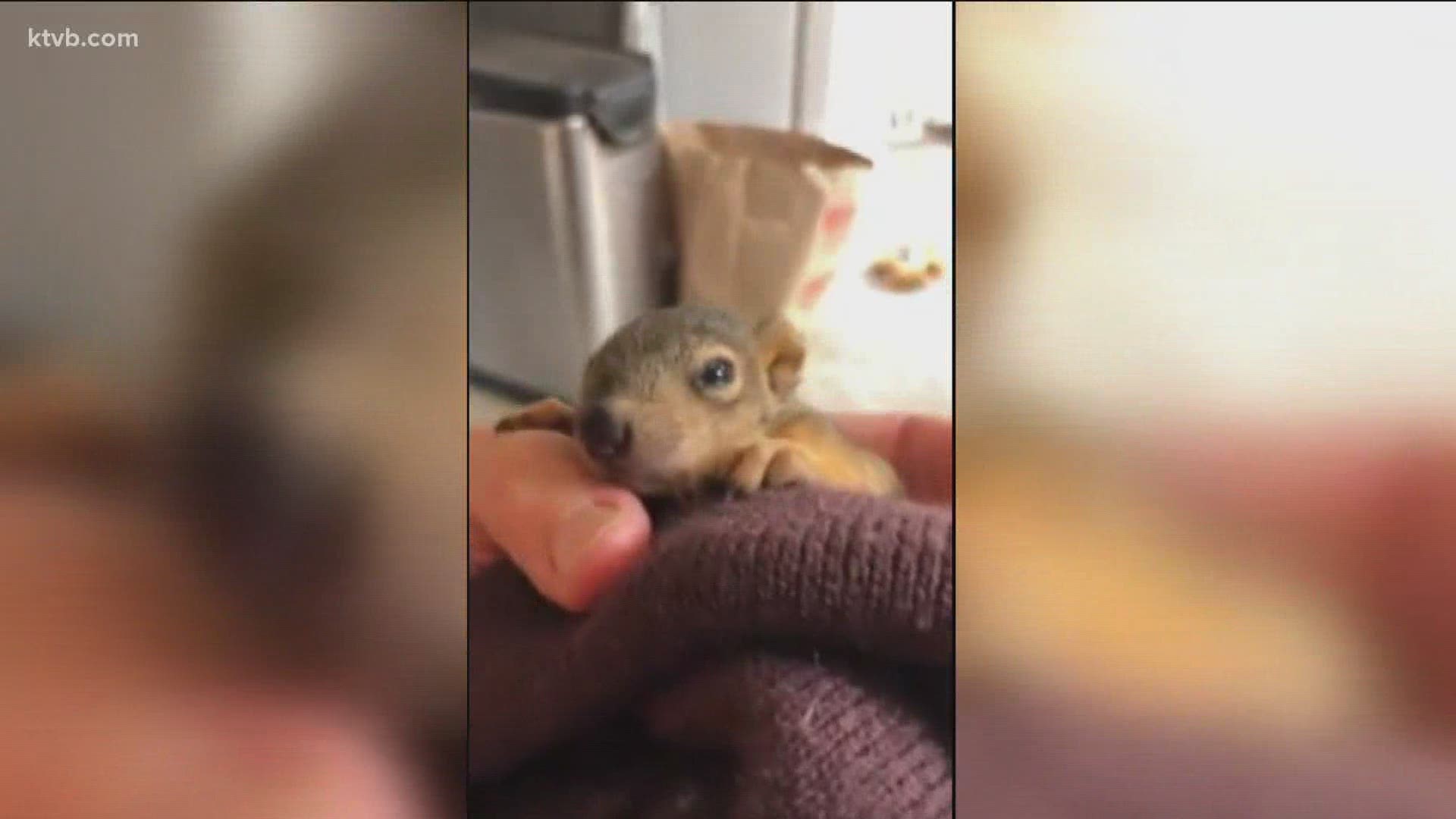 Jim and Patty Hamm named the squirrel Daisy, and allows her inside their house.