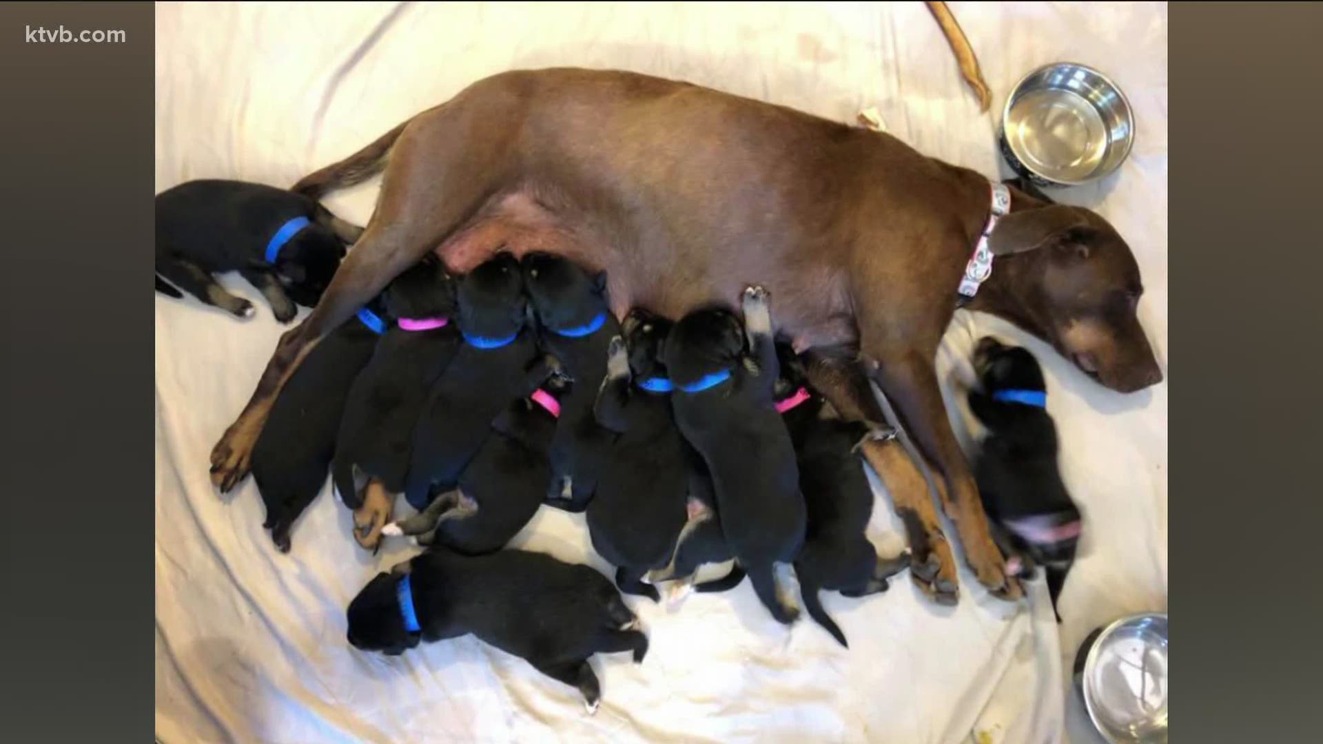 The mother and her pups have been handed over to the Idaho Humane Society and will be placed in foster care until they are ready for adoption.