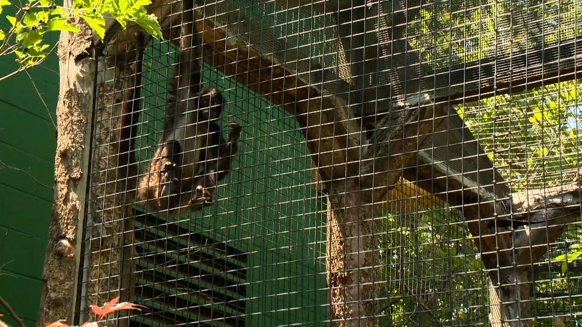 Zoo Boise Home to One of the World's Oldest Spider Monkeys