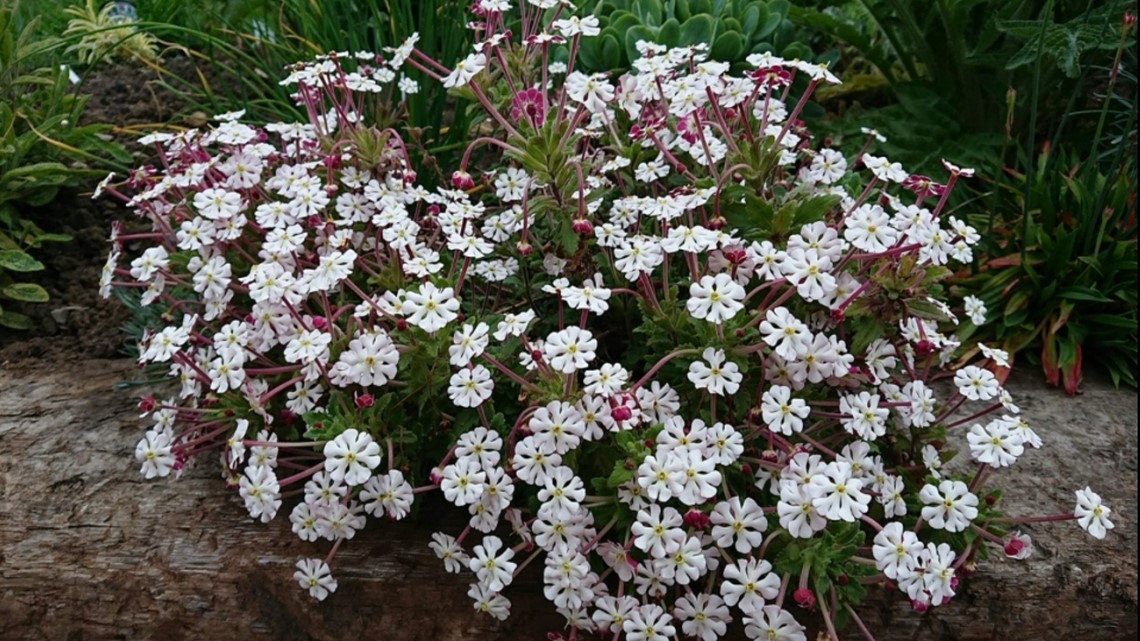 You Can Grow It: Planting a mesmerizing moon garden in Idaho | ktvb.com