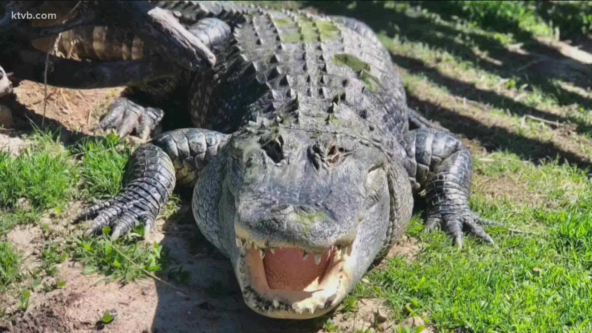 Corbin gives us an exclusive inside look at his latest project - a new home for his alligators.