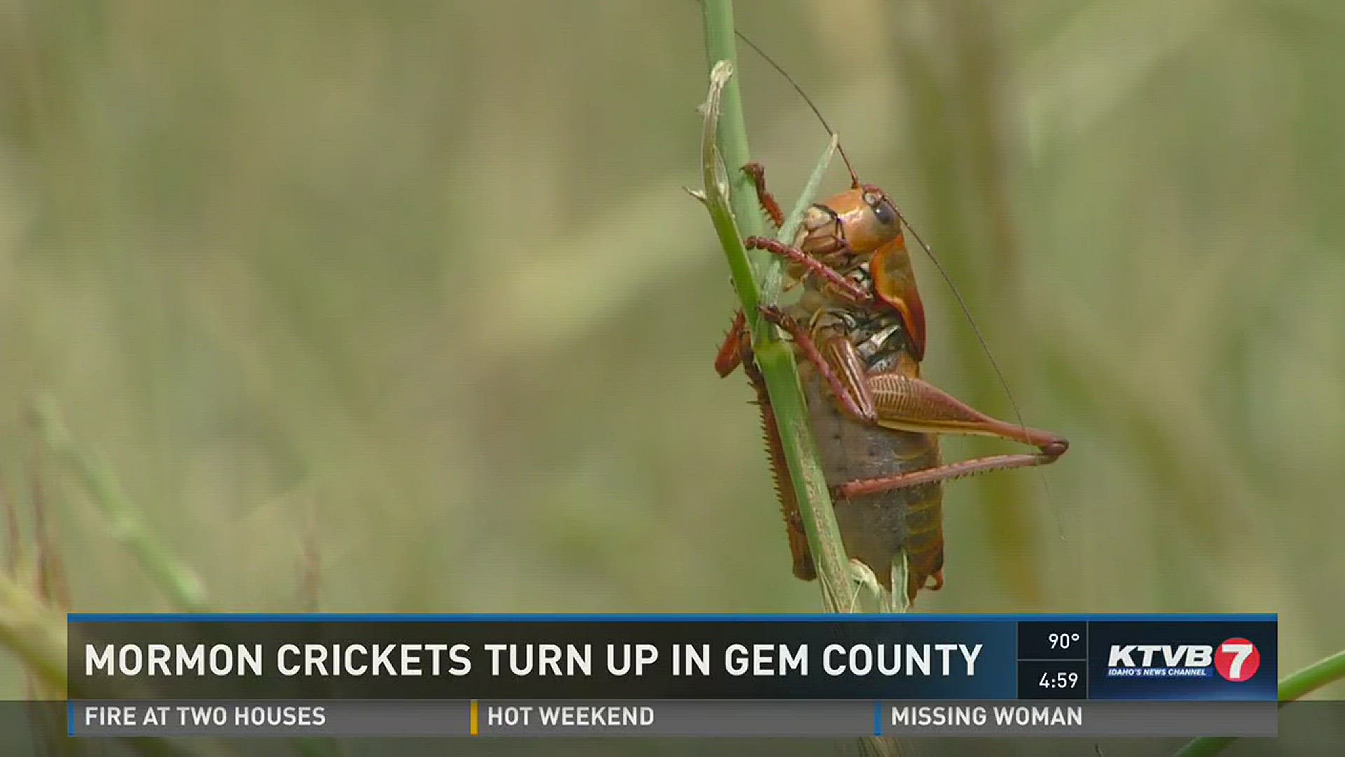 Farmers are starting to see an invasion of the pests.