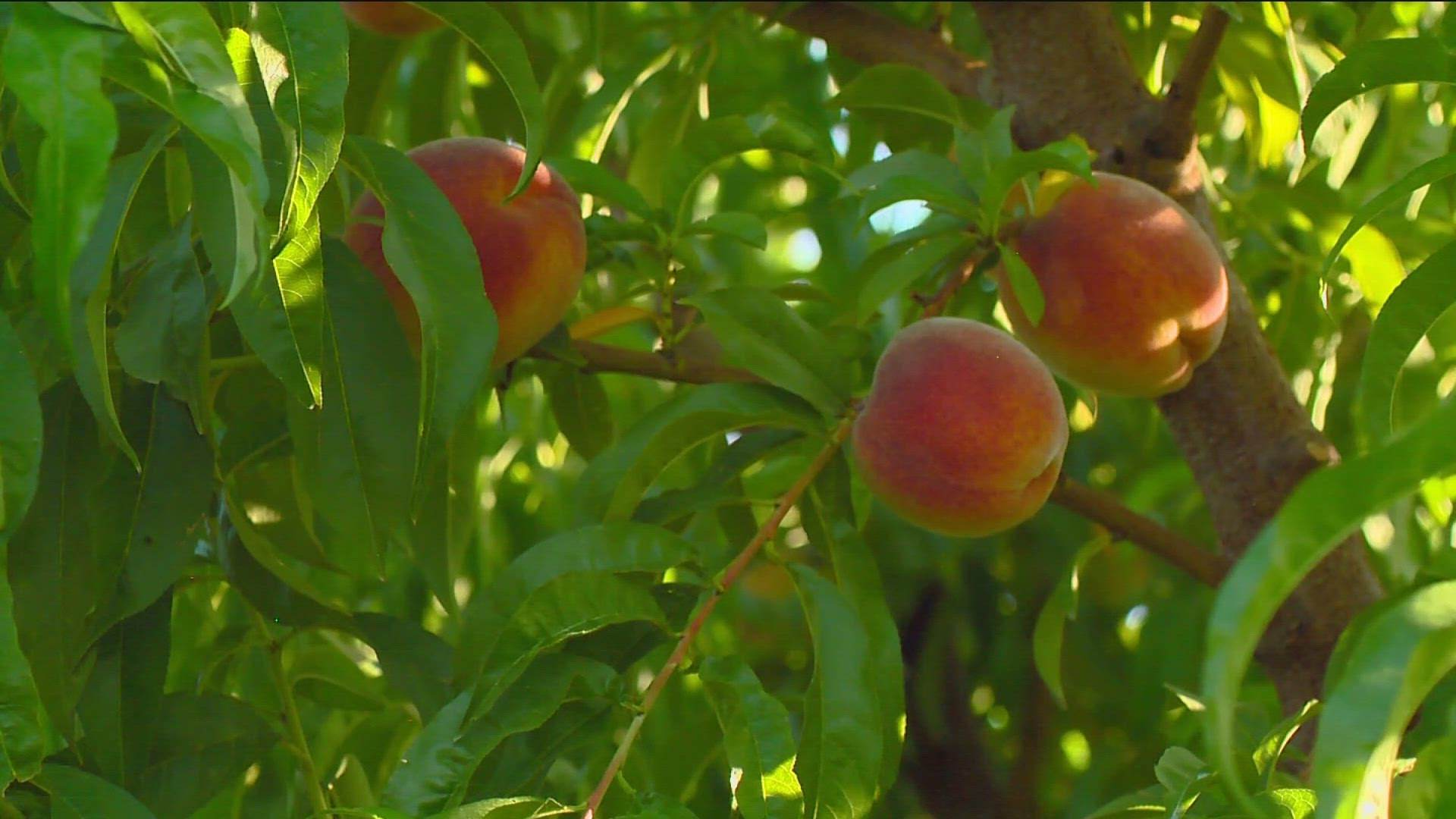 KTVB's Audrielle Tackett went to Idaho U-Pick farms to see what it's like to pick your own naturally sweet treats. 