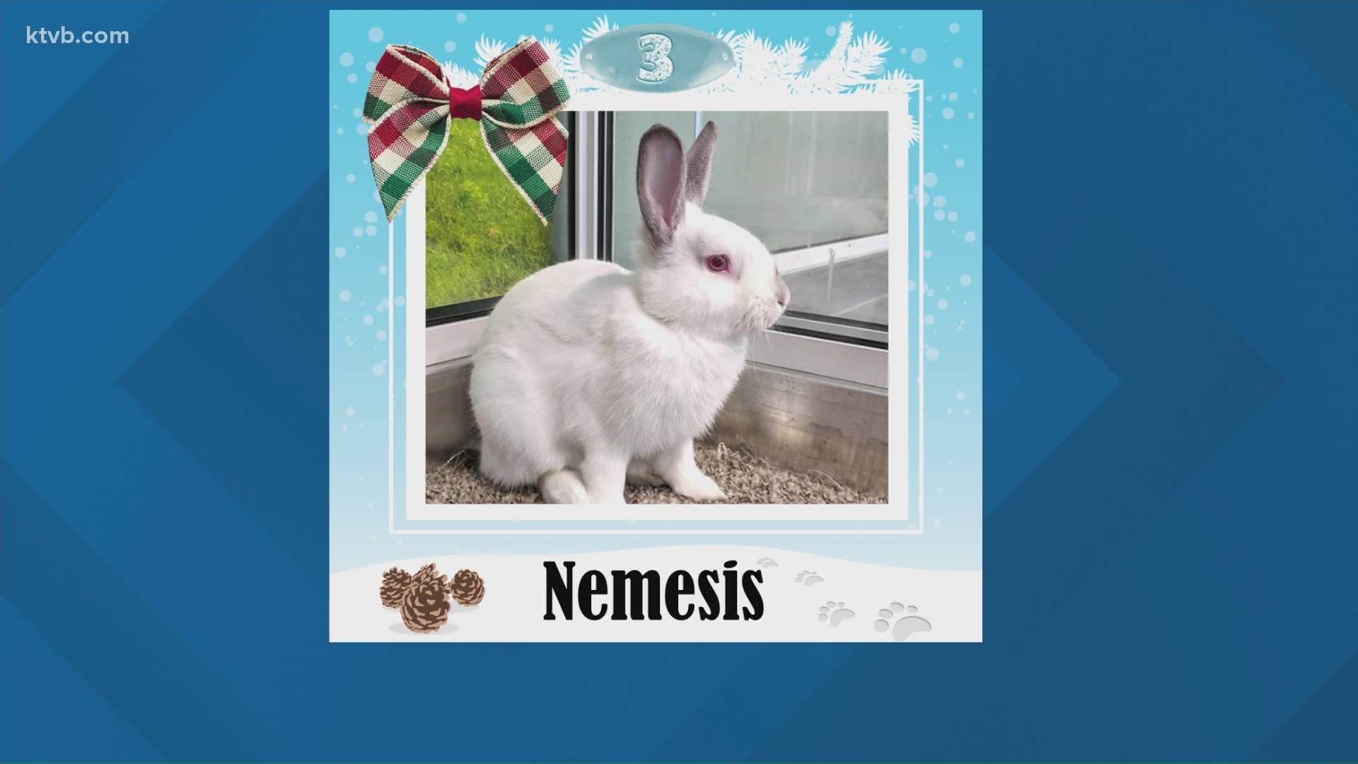 Nemesis is a one-year-old rabbit who likes to be held.