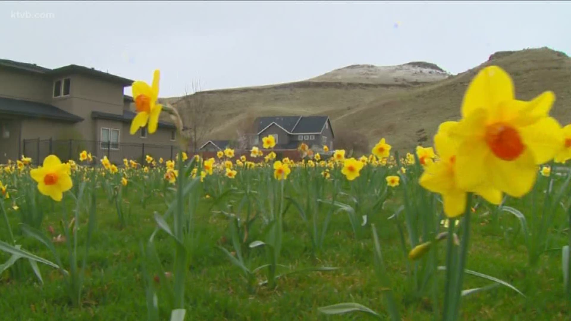 15,000 daffodils are now blooming in an east Boise neighborhood.