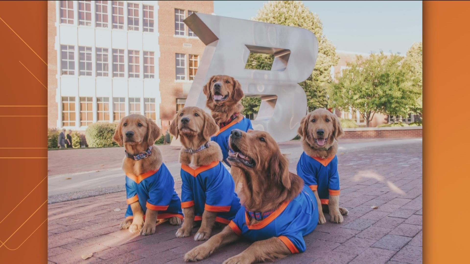 The official 2023 Dogs of Boise State calendar is ready | ktvb.com
