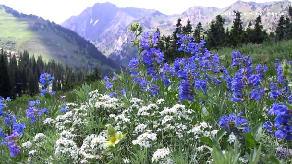 Idaho Wildflower Mix | Wildflower Seeds