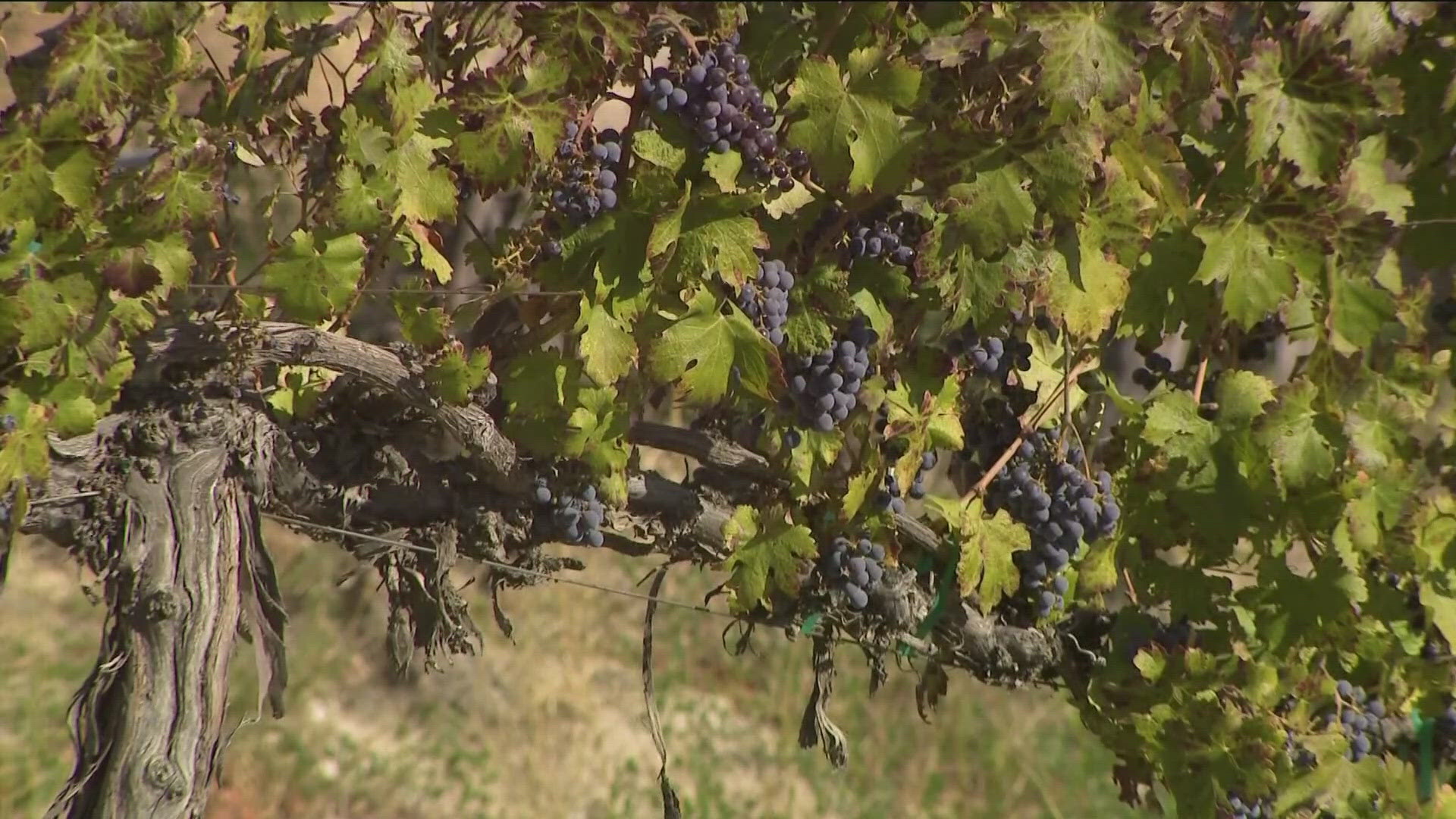 According to an Idaho Wine Commission Study, the wine industry in Idaho grew by 50% and generated $210 million in revenue.