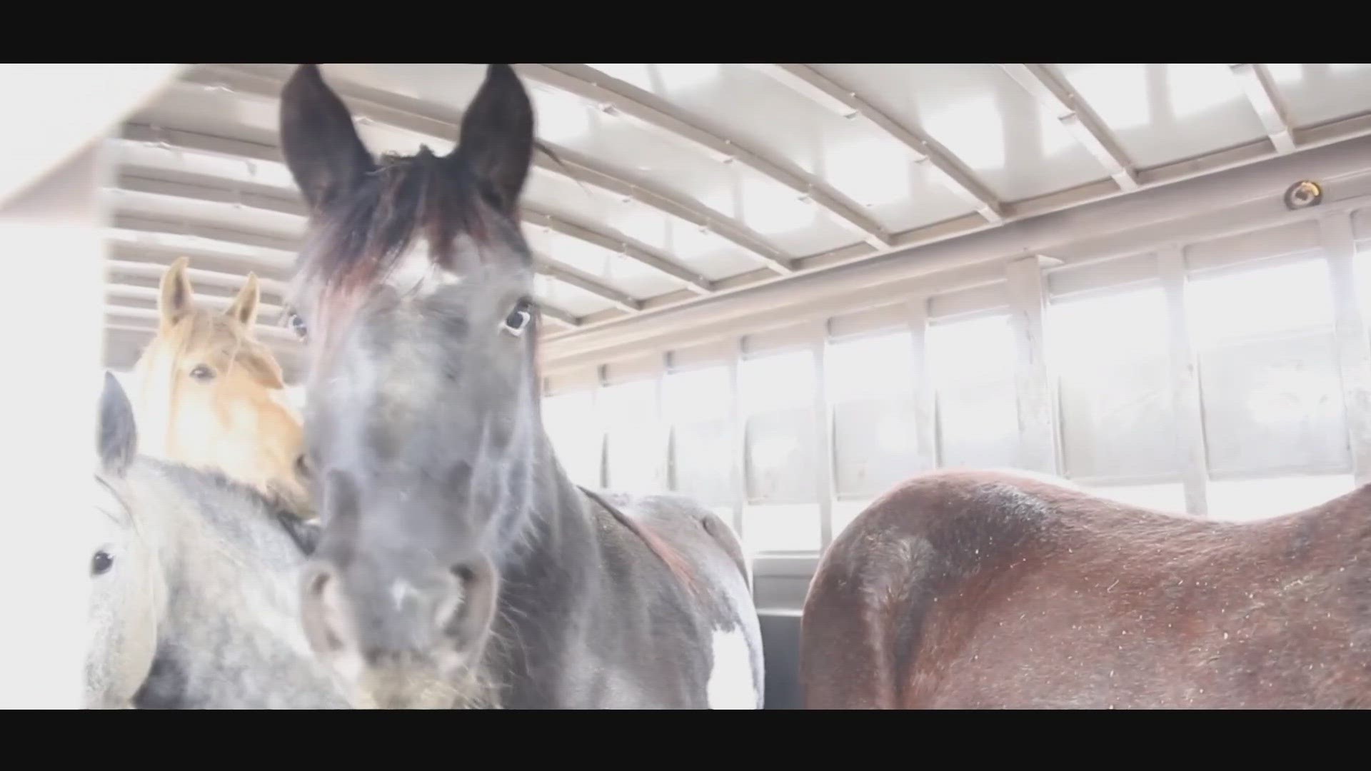 BLM Is Rounding Up Wild Horses | Ktvb.com