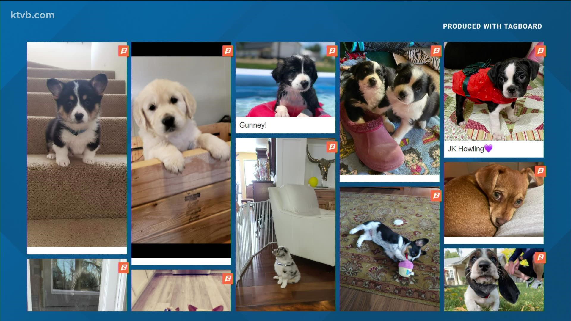 Viewers were asked to send in pictures and videos of their cute puppies. Here are a few of them we featured on our show.