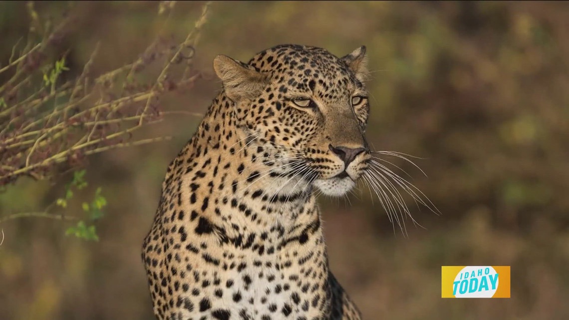 Join Us for a Night of Purpose: Benefit Dinner Supporting Conservation Efforts in Zambia’s South Luangwa!