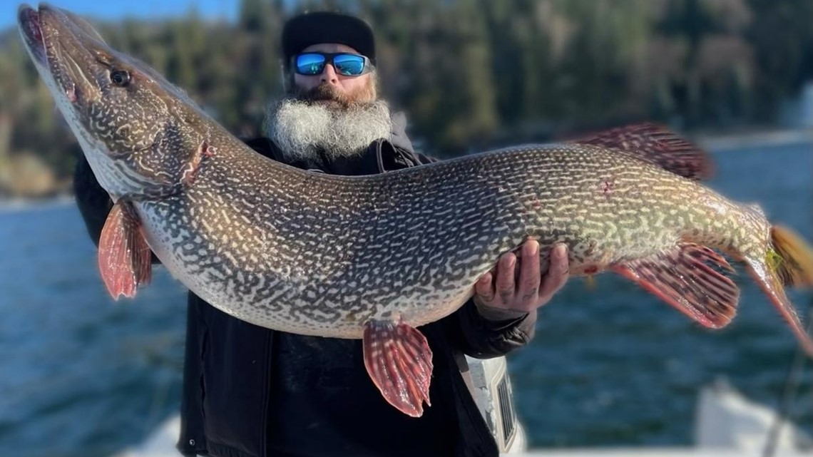 Northern pike caught in Hayden Lake a new Idaho record