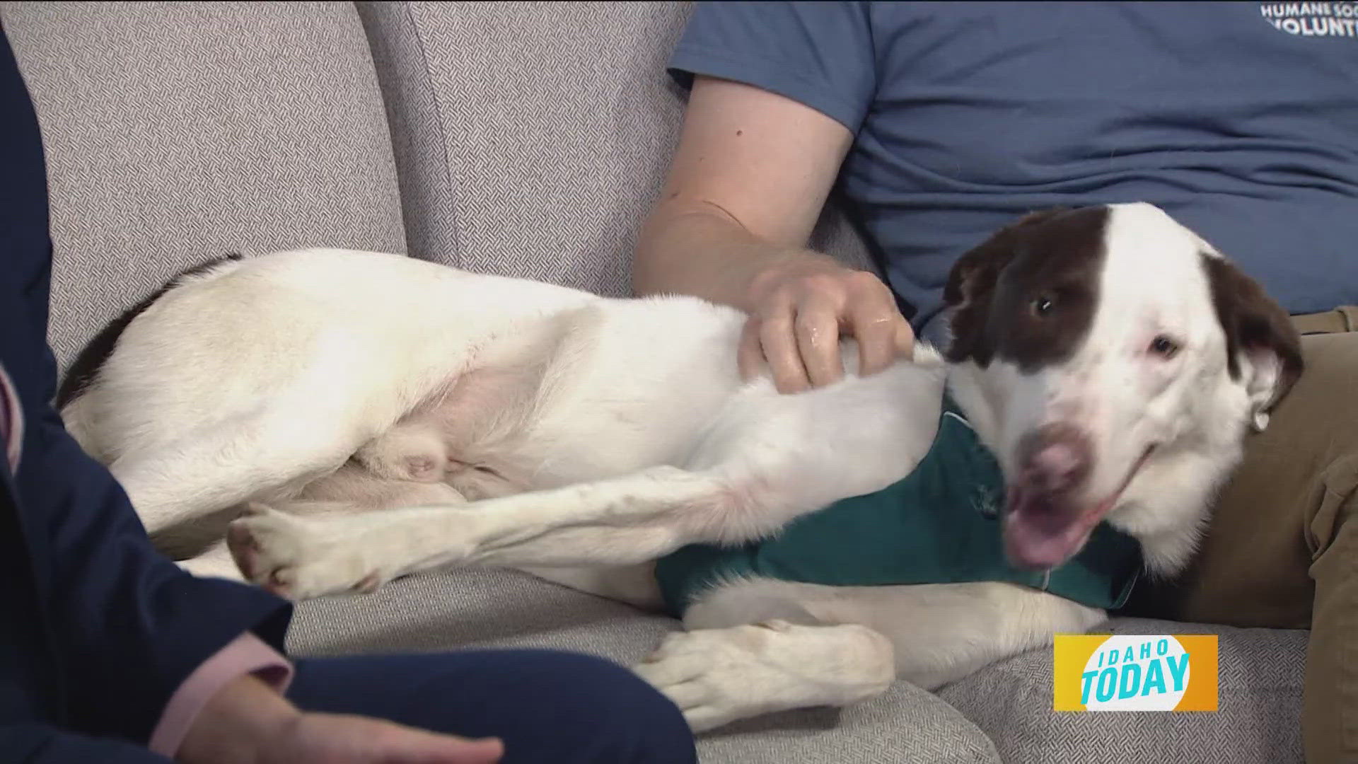 West Valley Humane Society needs donations and volunteers