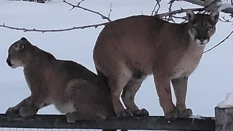 IDFG sets live traps in Hailey to remove mountain lions