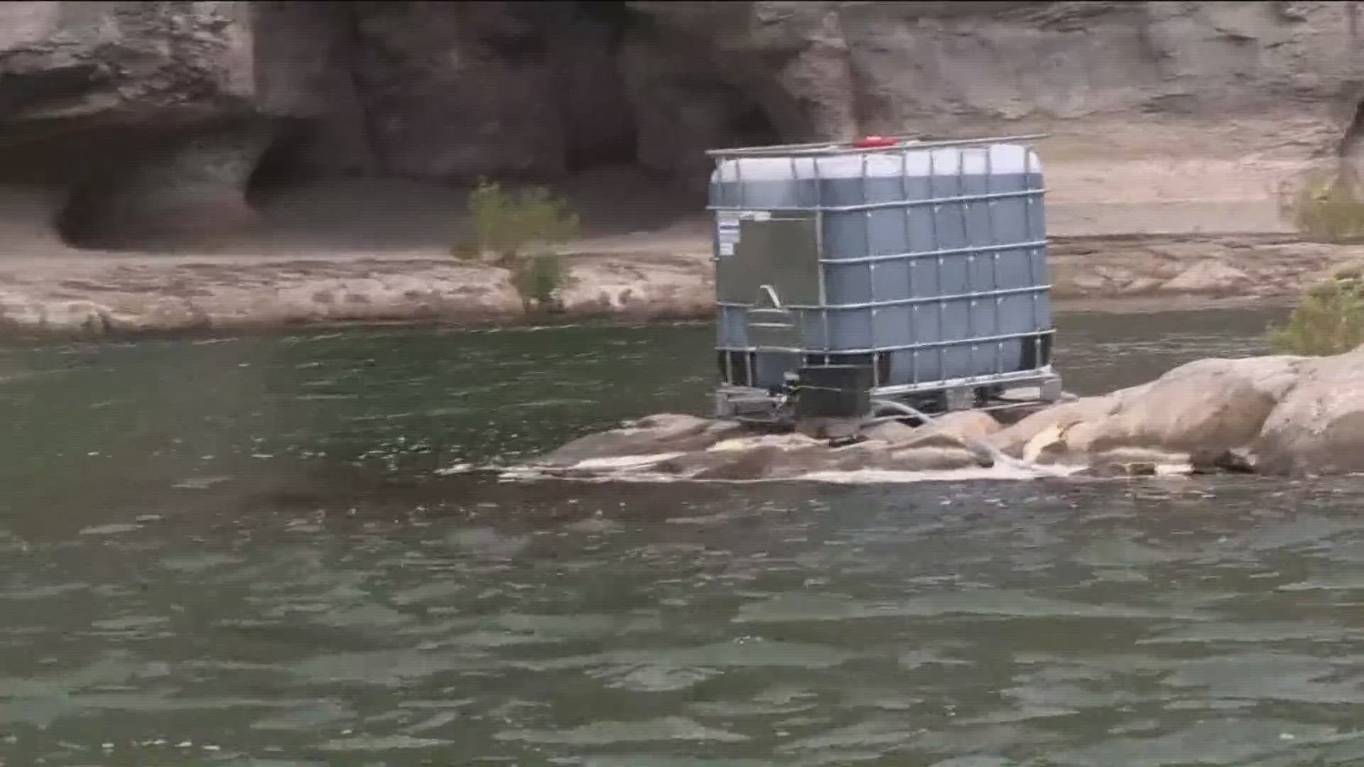 A copper-based formula will be deployed along the Snake River to eradicate the invasive quagga mussels.