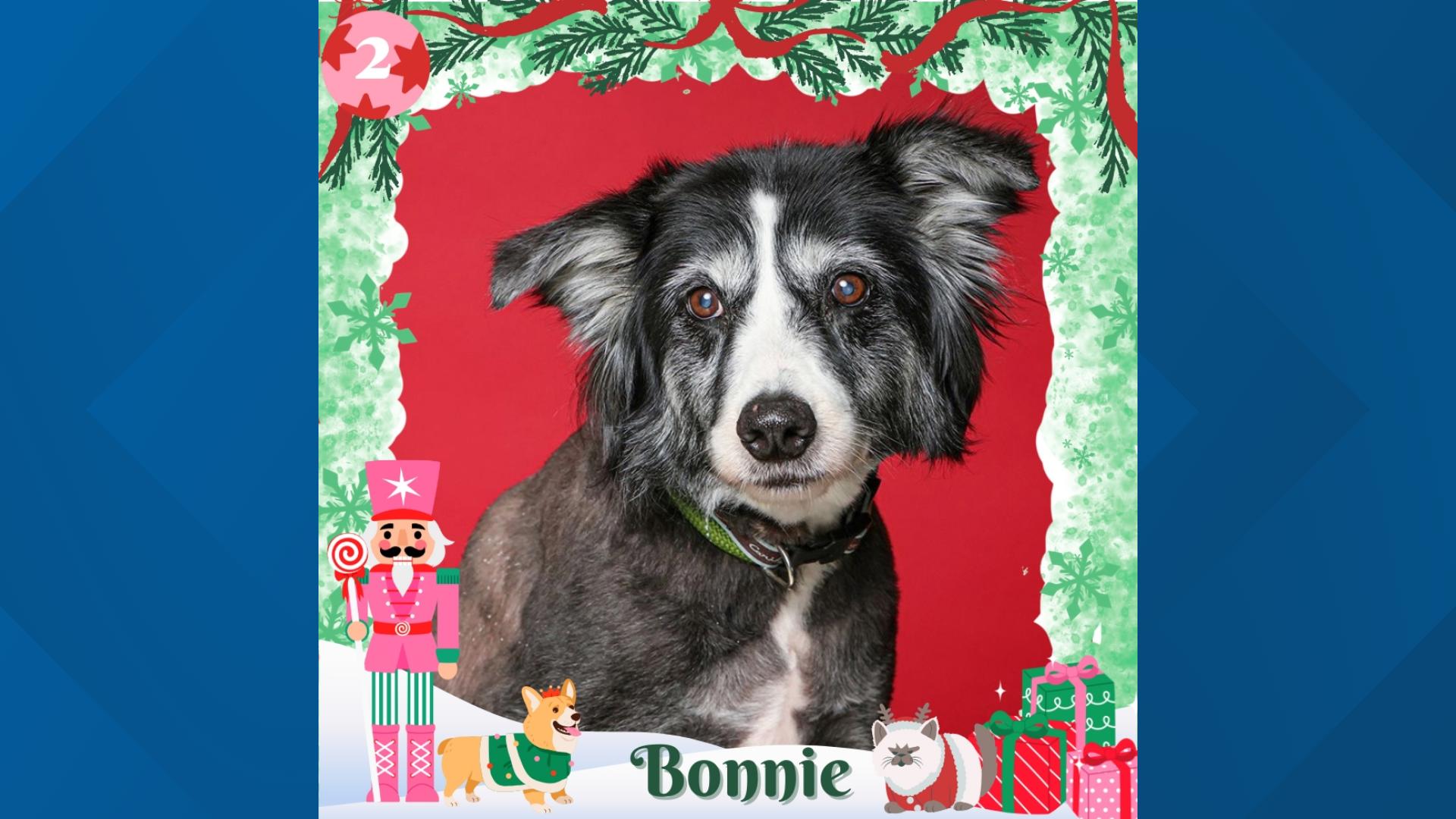Bonnie is a 9-year-old girl who needed love and grooming. Now that she's feeling lighter and brighter, she's ready to find a cozy spot in your home.