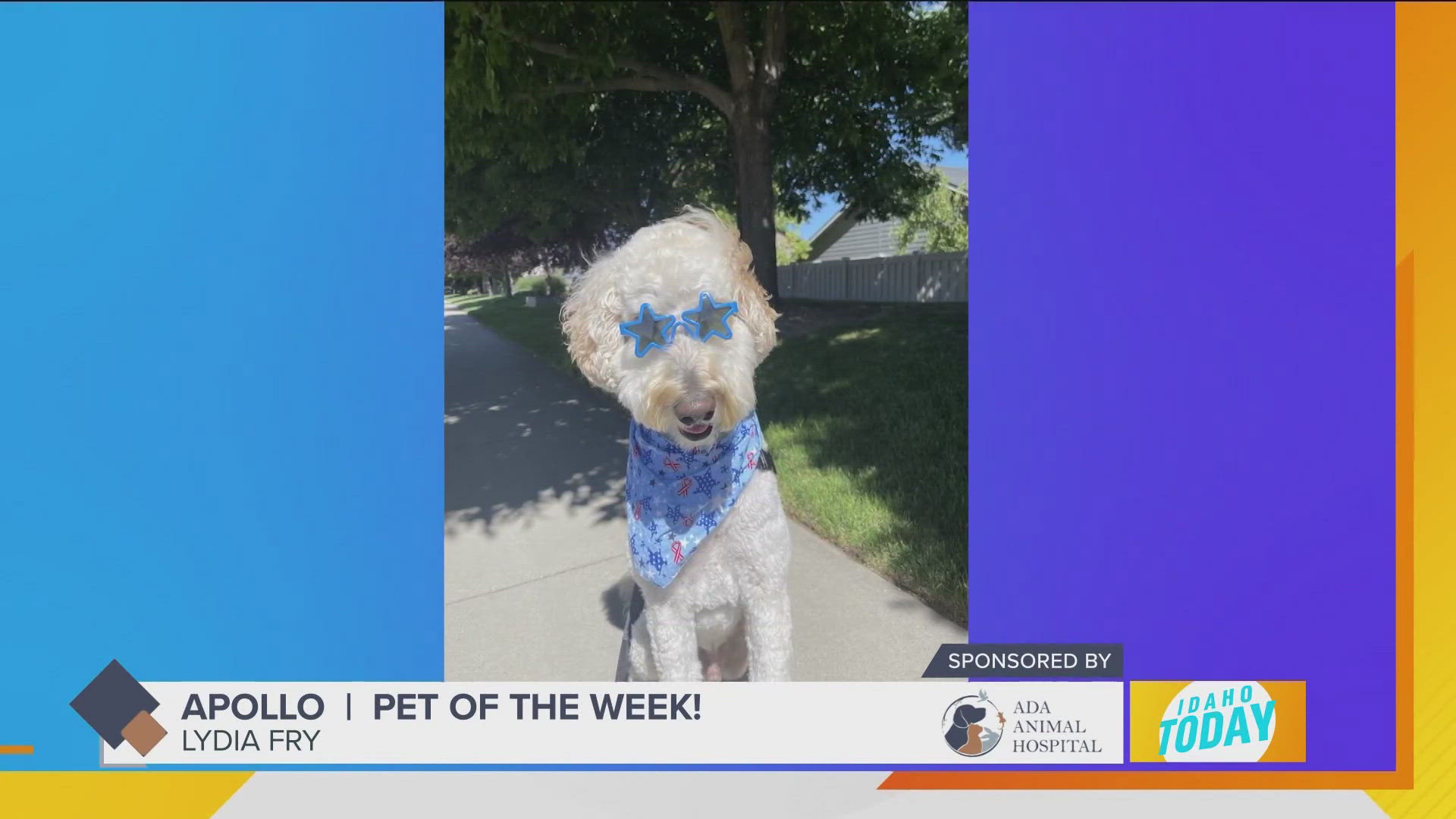 Apollo is officially a star! And our Pet of the Week.