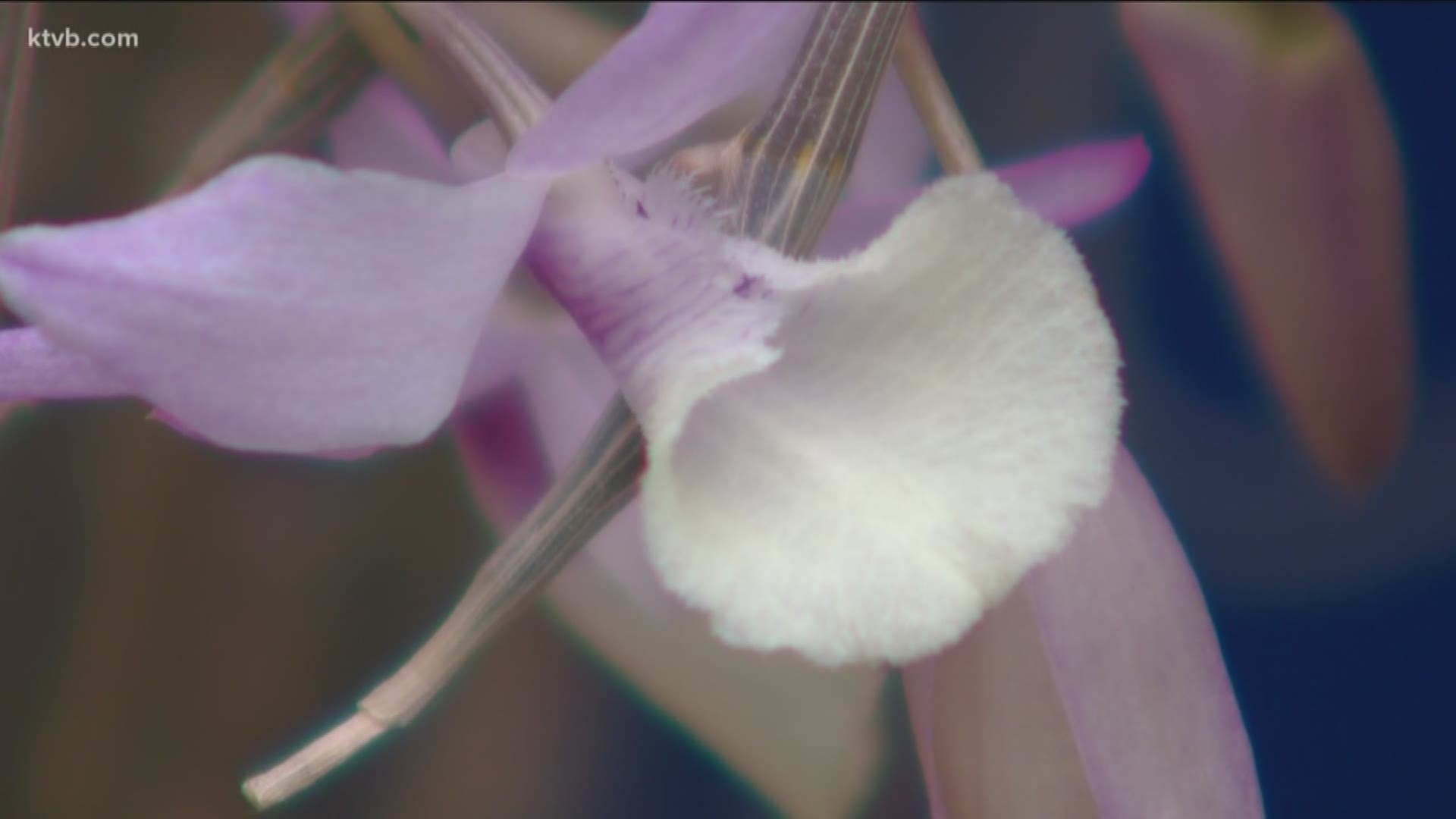 Jim Duthie takes us to a local greenhouse to learn more about growing orchids.