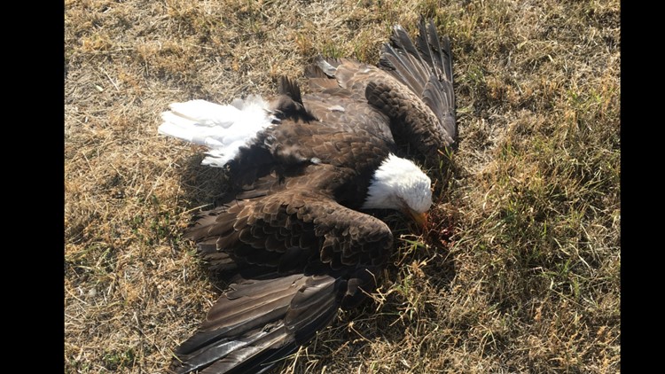 A bald eagle was illegally shot in Bern, Idaho