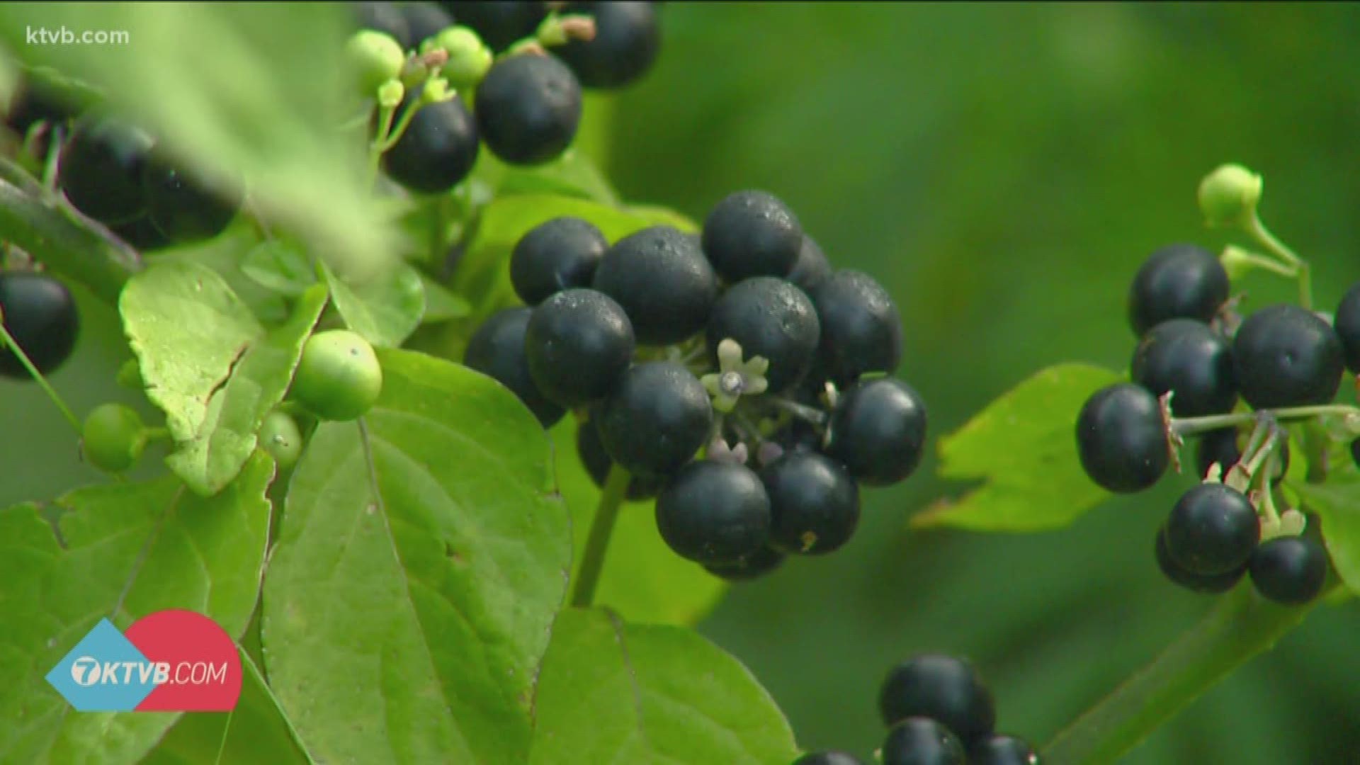 It's an Idaho staple, and is found in everything from pies to vodka - but what makes this finicky berry so Idaho?